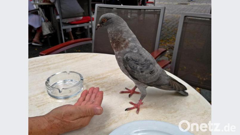 Die Taube am Kaffeetisch auf den Freisitzplätzen vor dem Café Brunner. Aber nicht nur hier sind die Vögel angekommen. Bild: R. Kreuzer