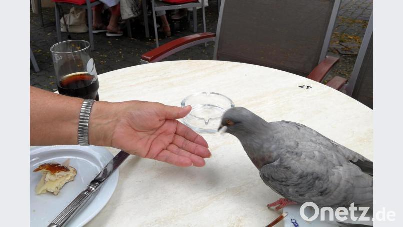 Die Taube am Kaffeetisch auf den Freisitzplätzen vor dem Café Brunner. Aber nicht nur hier sind die Vögel angekommen. Bild: R. Kreuzer