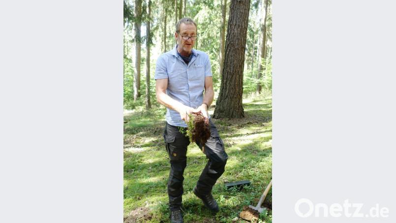 Stadtförster Wolfgang Winter hält den Beweis in Händen: Der Waldboden ist im &quot;großen Buchenrangen&quot; über der Blockhütte am Fischerberg staubtrocken. Bild: Josef Wieder