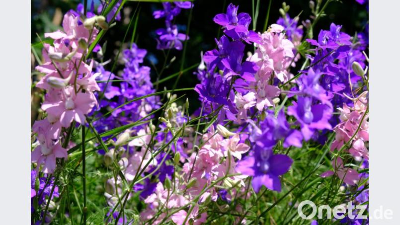 Der Feld- oder Ackerrittersporn - das Wildkraut ist eine prächtige Sommerzierde der Natur Bild: do
