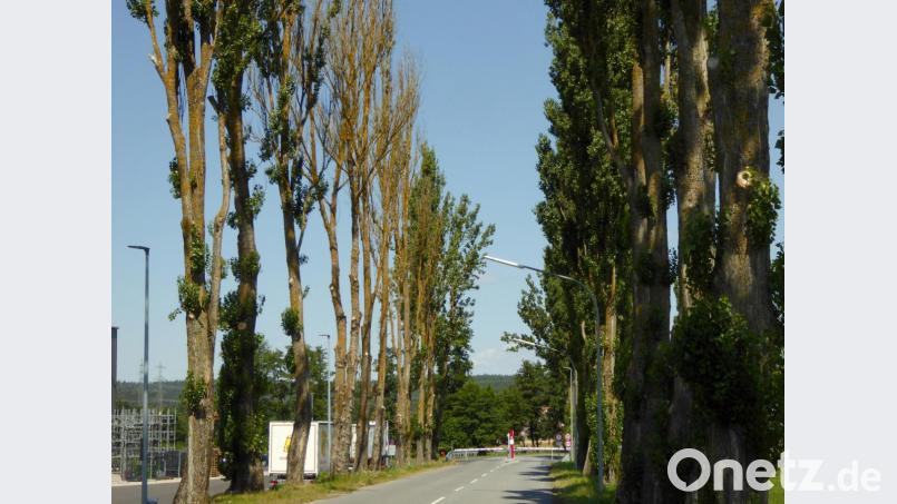 Abgestorbene Bäume auf der Westseite der Pappelallee Bild: fsb