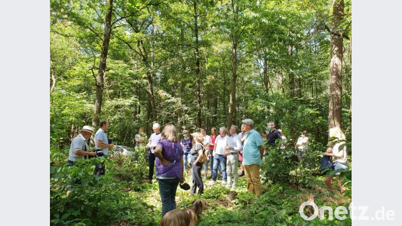 Die Waldbegehung des Weidener Stadtrats hat Tradition. Stadtförster Wolfgang Winter (Zweiter von links) machte auf die großen Gefahren durch Klimawandel, Käferbefall usw. aufmerksam. Bild: Josef Wieder