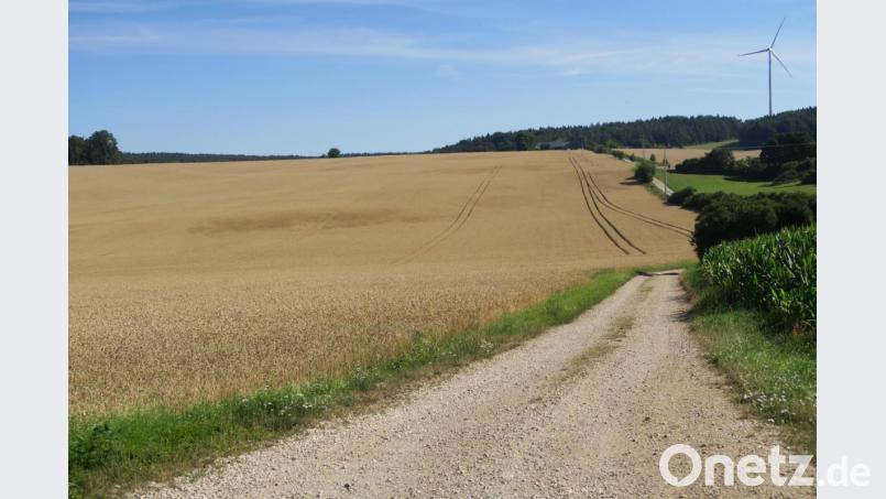 Auf dieser Fläche nahe der Ortschaft Wappersdorf (im Hintergrund) soll der geplante Solarpark entstehen. Bild: Verena Sägenschnitter