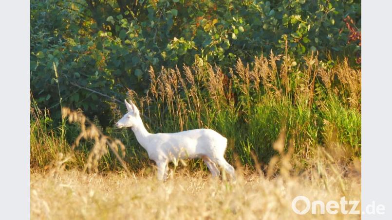 Das schneeweiße Reh war friedlich am Grasen und die Hobbyfotografin konnte einige schöne Aufnahmen machen. Bild: Sander-Nißl/exb
