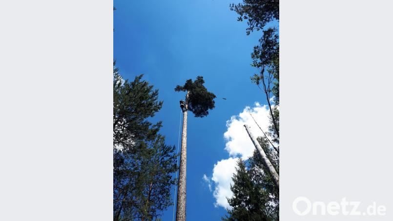 In schnellen Zügen erklimmt Baumkletterer Manfred Härtl den Horstbaum, um die jungen Fischadler für die Beringung zu bergen. Bild: exb
