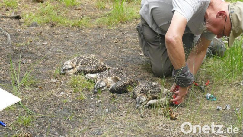 Vogelexperte Paul Baumann beringt beide Vogelbeine. Der eine Ring trägt einen alphanumerischen Code, der wie ein Nummernschild auch aus der Ferne erkannt werden kann. Beide sind aber dem Vogel zugeordnet und machen ihn zweifelsfrei identifizierbar. Bild: exb