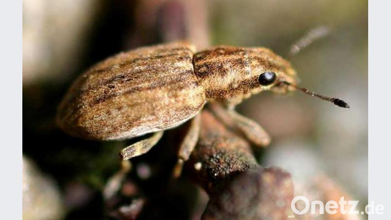 Der Blattrandkäfer wird zwischen fünf und sieben Millimeter groß. Er bevorzuht Erbsen, Ackerbohnen, Lupinen und Wicken als Nahrung. Bild: entomart