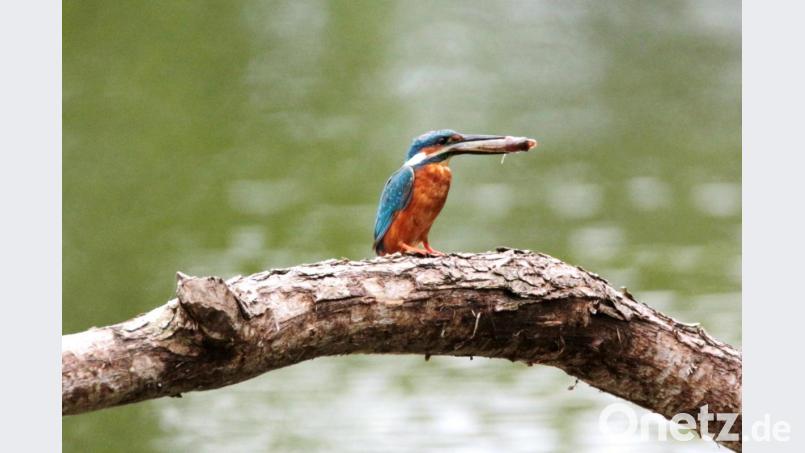 Ein Eisvogel mit einem Fisch im Schnabel. Alex Jungwirth aus Weiden fotografiert in seiner Freizeit die wilden Tiere in der Oberpfalz. Bild: Alex Jungwirth
