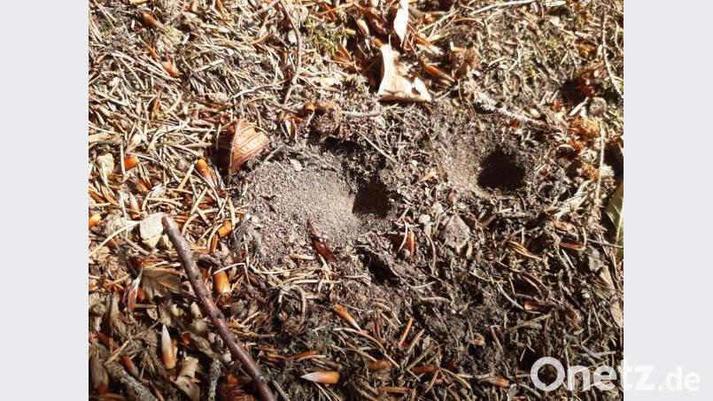 Die Fangtrichter finden sich vor allem im Manteler Wald und am Fischerberg. Bild: exb