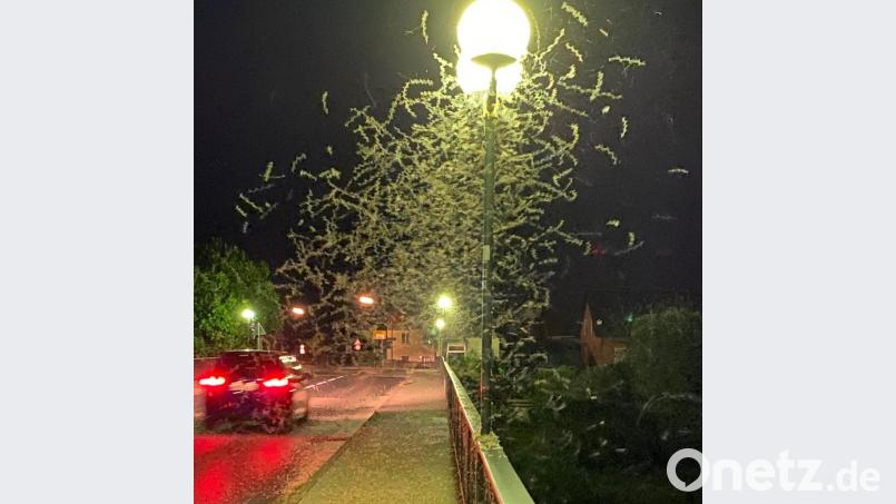 Eintagsfliegen-Invasion auf der Naabbrücke: Es sah aus wie ein dichtes Schneegestöber. Bild: Völkl