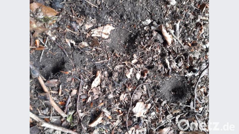 Die Fangtrichter finden sich vor allem im Manteler Wald und am Fischerberg. Bild: exb