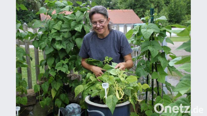 Gärtnermeisterin Tanja Götz hat diesmal die Bohne zum Jahresthema im Kräutergarten Schnaittenbach gemacht. Bild: ads