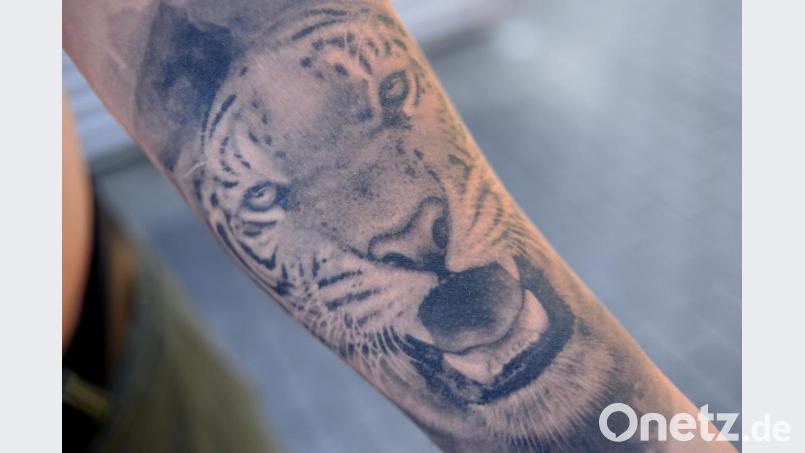 Der Tiger. Bild: ref
