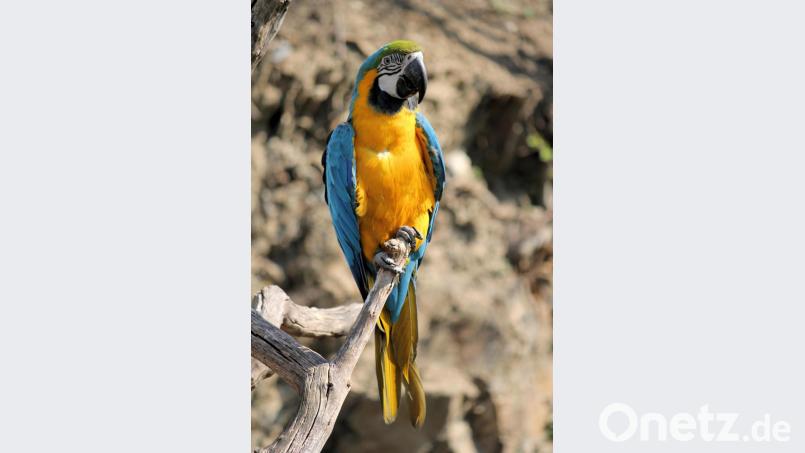 Die Papageien kamen als Attraktion eines Gartencenters in die Region. Sie wurden viel bestaunt, doch kaufen wollte sie niemand. Bild: Dusan Smetana/exb