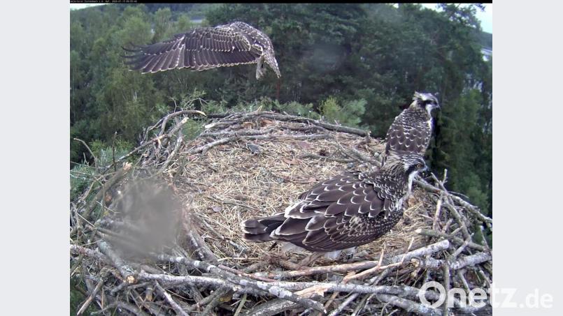 Ein Webcambild zeigt: Die drei Fischadlerjungen werden langsam flügge, sie üben schon das Fliegen. Das vorangegangene Liebesspiel der Eltern schockiert einen Zuschauer jedoch derart, dass er tätig wird. Screenshot: www.eschenbach-opf.de/exb
