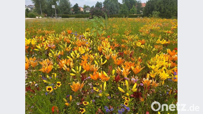 Vor Corona haben Veranstaltungen, wie der "Cooltour-Sommer", Tausende in den Fischhofpark gelockt. Den Namen darf der Verein nicht mehr verwenden, allerdings soll das Format fortgeführt werden. Im nächsten Jahr sind wieder Gartentage geplant. Aktuell wird der Park mit seinen farbenprächtigen Ecken gerne als Erholungsort genutzt. Bild: ws