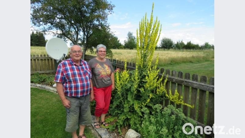 Über zwei Meter groß ist die Königskerze von Uschi und Willibald (von rechts) Witt. Die Pflanze ist eigentlich eher in Südeuropa beheimatet Bild: adj
