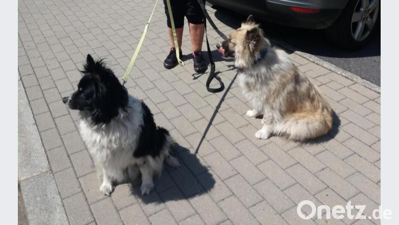 Nach ihrer Rettung aus dem Wohnmobil durften die beiden Hunde wieder frische Luft schnappen. Bild: Hartung/exb