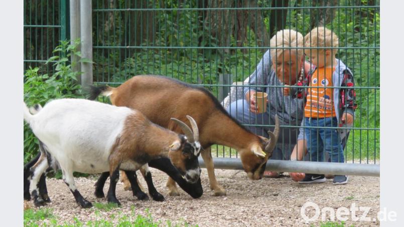 Diese Schwandorferin schaut mit ihrem Enkel regelmäßig nach den Tieren am Stadtrand von Teublitz Bild: Gerhard Götz