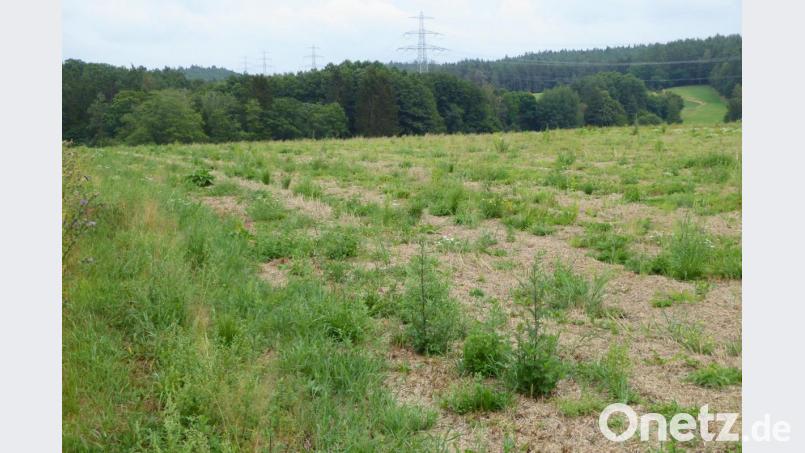 Auf dieser ehemaligen landwirtschaftlich genutzten Fläche, die derzeit brachliegt, entsteht das neue Baugebiet, für das nun die Vergabekriterien beschlossen wurden. Bild: fsb