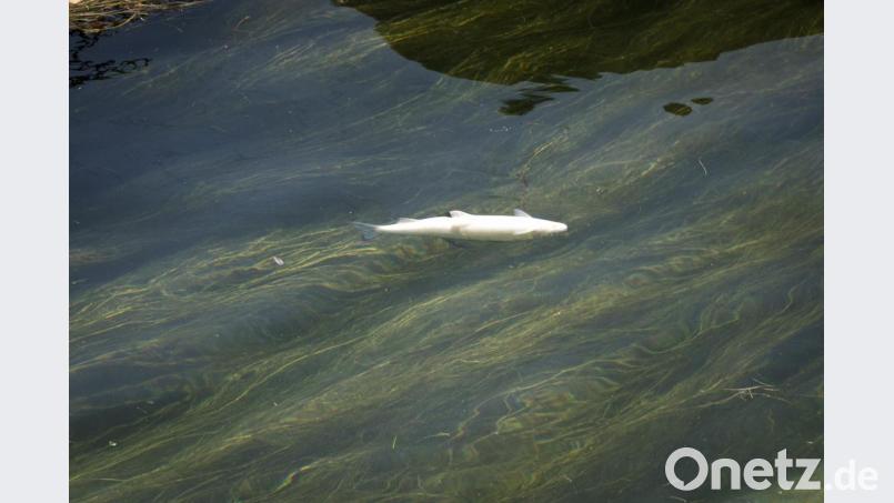 Ein toter Fisch treibt auf der Wasseroberfläche eines Flusses. Symbolbild: Melanie Duchene