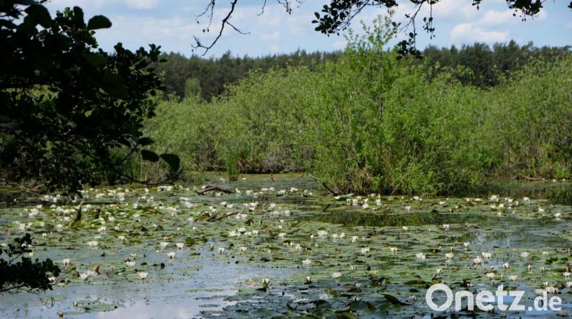 Malerisch wie der Seerosenteich von Claude Monet verzaubern die Seerosenkolonien. Kein Naturfreund kann sich dieser Atmosphäre entziehen Bild: do