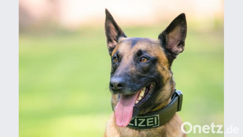 Ein aggressiver Mann hat bei einem Einsatz einen Polizeihund getreten. Der reagierte prompt. Symbolbild: Mohssen Assanimoghaddam/dpa