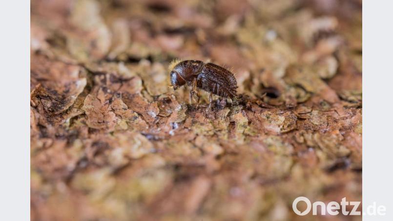 Die letzten Trockenjahre haben vor allem den Fichten am Eixlberg stark zugesetzt und der Borkenkäfer hatte leichtes Spiel. Um eine weitere Ausbreitung des kleinen Käfers einzuschränken, muss befallenes Holz möglichst schnell aus dem Wald gebracht werden. Bild: Bayerische Staatsforsten/Martin Hertel/exb