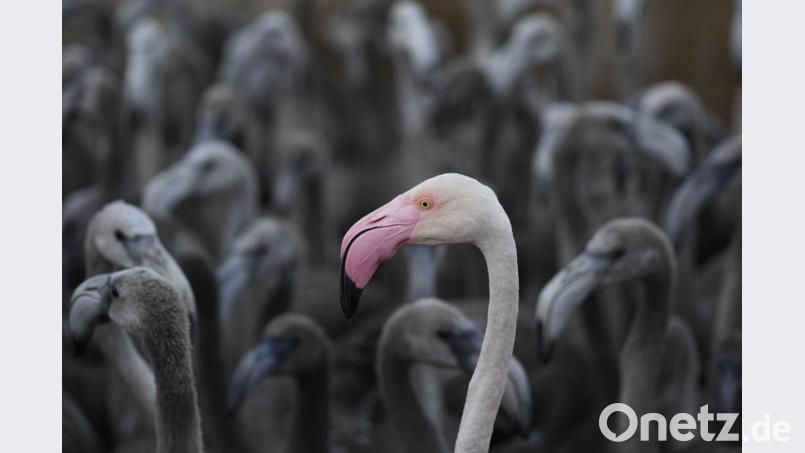 Ein rosaroter Flamingo mit Flamingo-Küken in einem Gehege. Symbolbild: Christophe Simon/dpa
