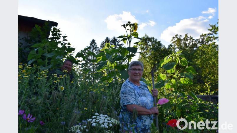 Agathe Rippl und ihr Sohn Thomas (hinten, links) legten im Garten gemeinsam eine Blühwiese für die Bienen an. Besonders stolz ist die Familie auf die zwei Meter hohen Sonnenblumen. Bild: szl