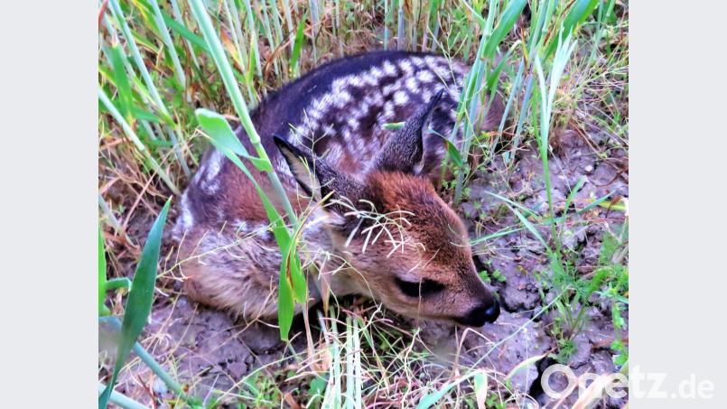 Eng ins Gras geduckt bleiben die Rehkitze liegen, wenn Gefahr herrscht. Diese vermeintliche Sicherheit ist oftmals ihr Tod, denn die Landwirte sehen die Tiere im hohen Gras nicht, sodass jedes Jahr wieder im Frühling viele von ihnen den Mähmaschinen zum Opfer fallen. Bild: ubb