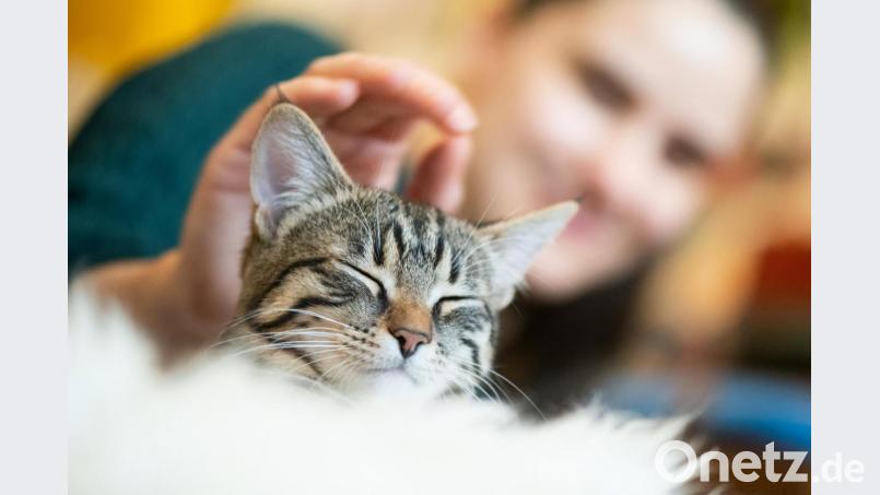 Eine Katze zu halten macht viel Freude - kann aber auch rechtlichen Ärger bedeuten. Bild: Franziska Gabbert/dpa