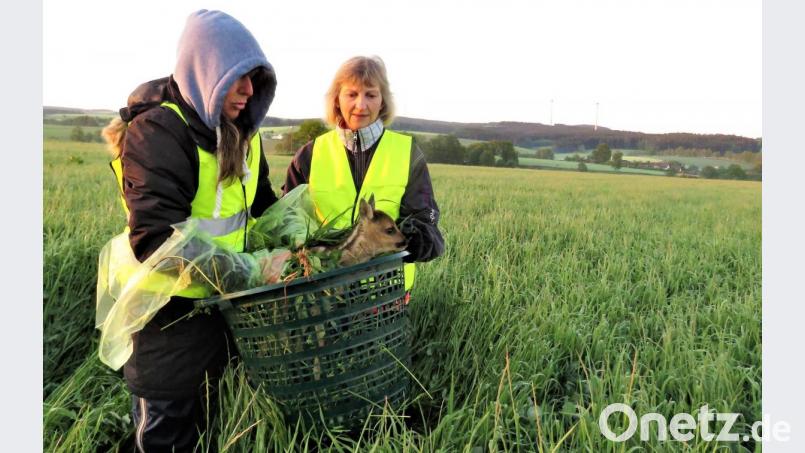 Mit einfachen Körben wurden sage und schreibe 300 Rehkitze innerhalb von vier Monaten aus den Wiesen getragen. Nach der Mahd wurden sie von den Vereinsmitgliedern wieder freigesetzt. Die Einsätze erforderten über Wochen hinweg einen hohen emotionalen wie zeitlichen Aufwand von den durchwegs ehrenamtlich tätigen Vereinsmitgliedern. Aber alle wirkten gern mit, um so viele als möglich von diesen zauberhaften, kleinen Wesen vor dem Mähtod zu bewahren. Bild: ubb