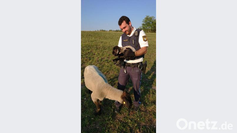 Das Lamm auf den Armen des Polizeibeamten funktionierte schließlich als "Köder". Bild: Polizei Schwandorf