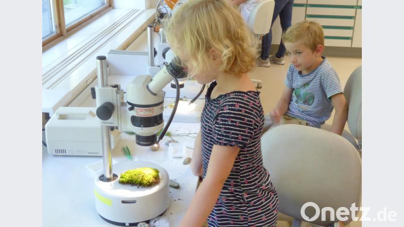 Ob sie es kann? Tim schaut seiner Schwester Clara beim Mikroskopieren von Moos zu. Bild: fsb