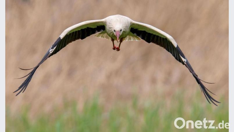 Ein Weißstorch. Symbolbild: Boris Roessler/dpa