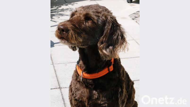 Dieser Labradoodle hat noch Hundeglück. Herrchen und Frauchen umsorgen ihn. Doch es gibt auch Hund und Katz&#039;, die im Tierheim landen. Das erfordert die Zusammenarbeit zwischen Tierschützern und Kommunen, wie sie in einer Vereinbarung für den Neubau eines Tierheimes in Weiden zum Tragen kommt. Symbolbild: do