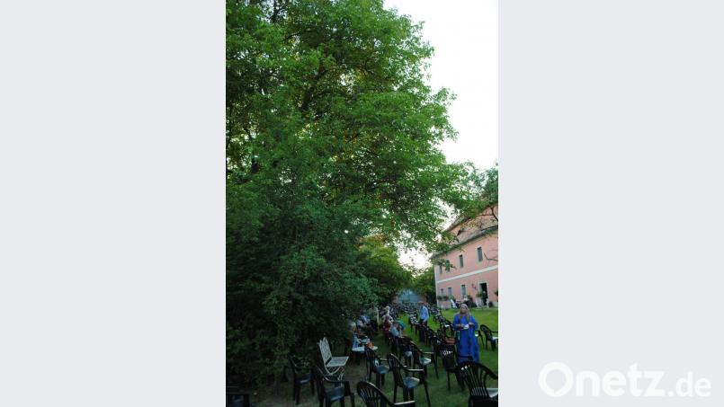 Das berühmte, ungewöhnlichste Tribünendach der Gegend: Der alte Nussbaum im Pfarrhof Bild: gge