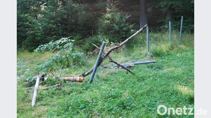 Richtung Damm ist der Zaun jetzt kaputt. Mehrere Pfosten sind umgeknickt oder herausgerissen worden. Draht und Totholz liegen herum. Bild: tss