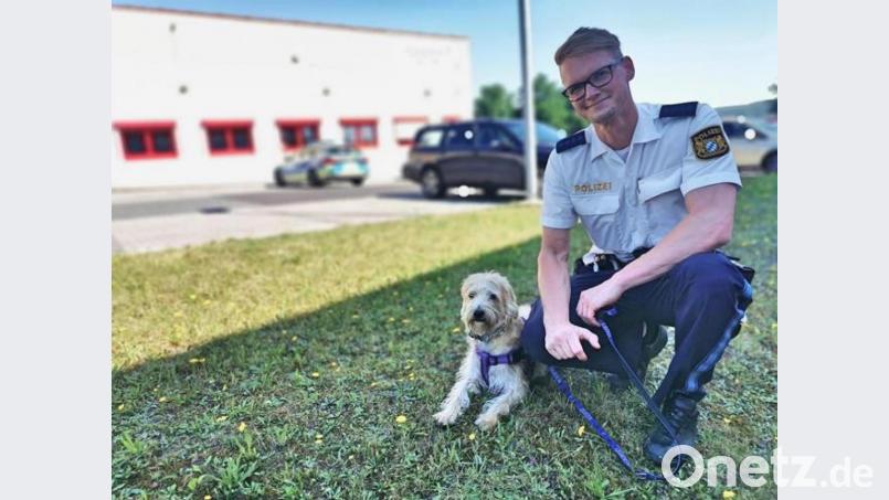 Im Schatten erholte sich Hund &quot;Teddy&quot; von der Hitze-Tortur im Auto, aus dem ihn die Polizei befreit hatte. Bild: piam