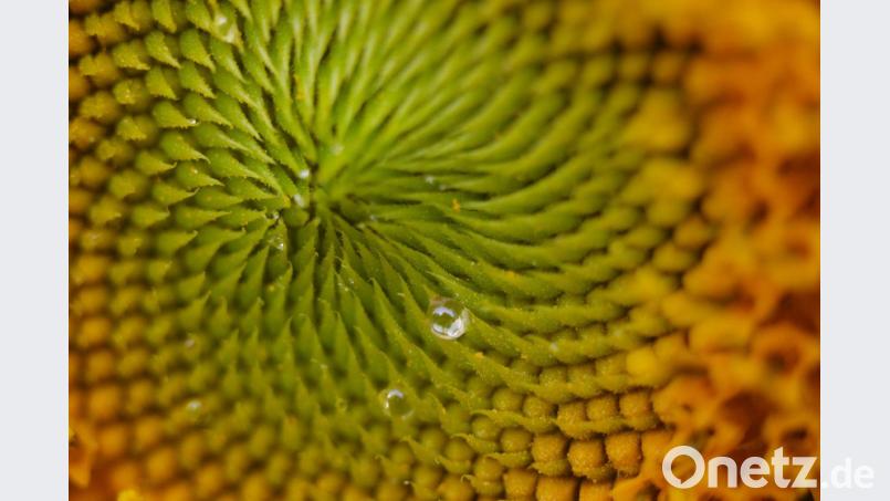 Hobbyfotograf Matthias Feyrer gelang in seinem Garten in Gailoh bei Amberg diese Nahaufnahme einer Sonnenblume. Bild: Matthias Feyrer/exb