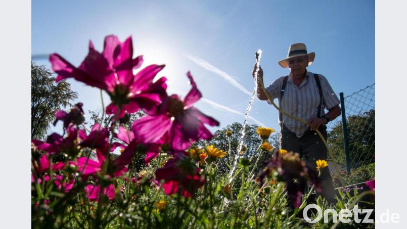 Pflanzen brauchen Wasser, ganz klar. Aber was muss man beim Gießen beachten? Symbolbild: Sebastian Gollnow/dpa