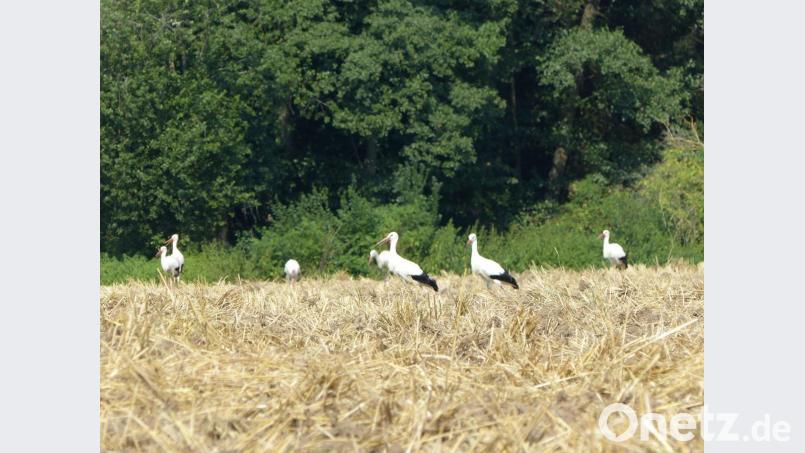 Jungstörche auf Futtersuche auf einem Feld in Perschen. Bild: anv