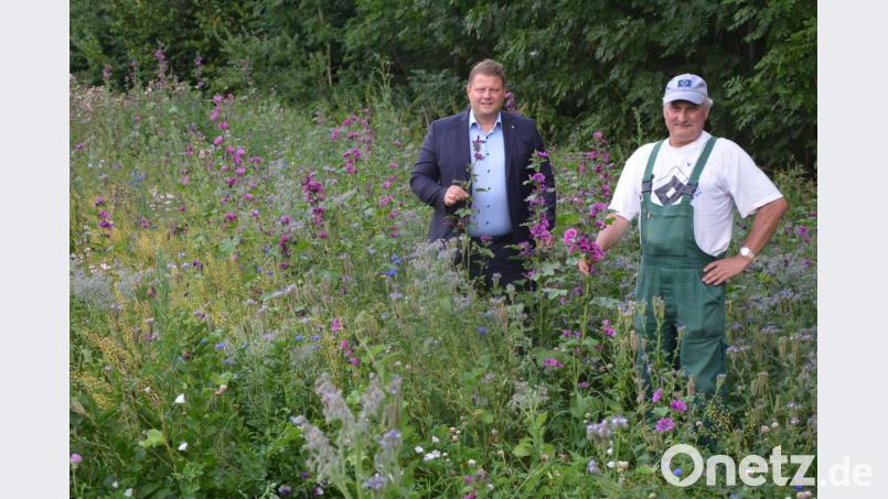 Stolz präsentieren Bürgermeister Stefan Grillmeier (links) und Stadtgärtner Willi Kilian die heuer erst angesäte Blühwiese unterhalb des Friedhofs bei der Kläranlage. Bild: jr
