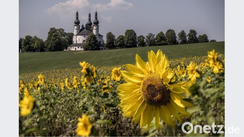 Landwirt Josef Hecht aus Münchenreuth hat unweit der Kapplkirche eine Blühwiese angelegt. Bild: Bernhard Eckstein/exb