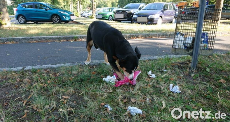 Am Großparkplatz in Tirschenreuth war am Mittwochvormittag ein freilaufender Hund unterwegs. Bild: lue
