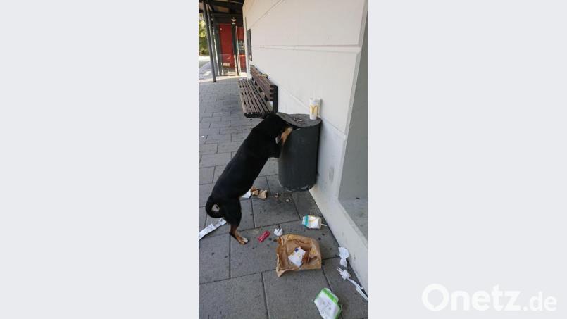 An der Bushaltestelle am Tirschenreuther Großparkplatz suchte ein Hund nach Futter. Zwischen alten Fastfood-Verpackungen fand er schließlich ein paar alte Pommes. Bild: lue