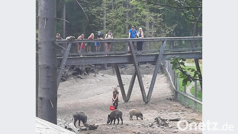 Tourismus am Ochsenkopf: Der Wildpark ist ein beliebtes Ausflugsziel. Bild: gis