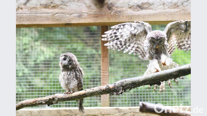 Zwei französische Habichtskäuze sitzen in einer Voliere im Hessenreuther Wald. Bild: Gabi Schönberger