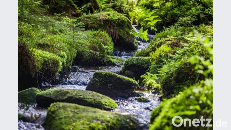Sagenhafte Wald- und Wasserlandschaften gehören genauso zum Oberpfälzer Wald wie charmante Altstädte: - Idylle aus Wald und Wasser am Nurtschweg bei Bärnau. Bild: Thomas Kujat/exb